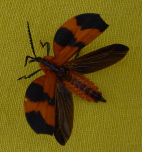 Réf. 229 647 : Lycus sp.